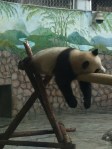Giant Pandas, Chengdu
