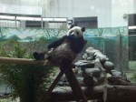 Giant Pandas, Chengdu